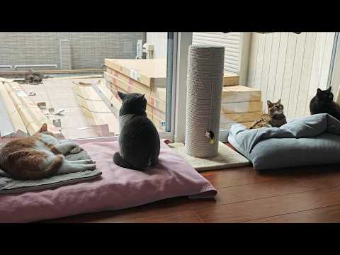 ハル猫】ことりのあそびば 子猫の遊び場」 by ハル｜Artmeter
