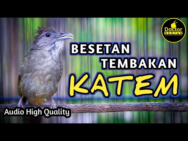 KAPAS TEMBAK GACOR TEMBAKAN DAN BESETAN PANJANG AUDIO KERNIH COCOK UNTUK MASTERAN MURAI BATU PASTOL class=