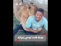 عاش لحظات مرعبة صاحب مزرعة في ليبيا يطلق أسد ا على عامل مصري 