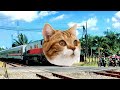 Waduh Gaes.. Kereta Apinya Kok Bisa Berubah Jadi Kucing oren