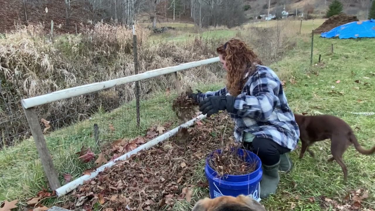 Winterizing the Strawberries