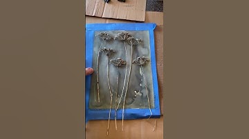 How To Make a Cyanotype