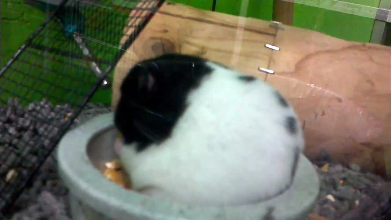 Hamster hiccups YouTube