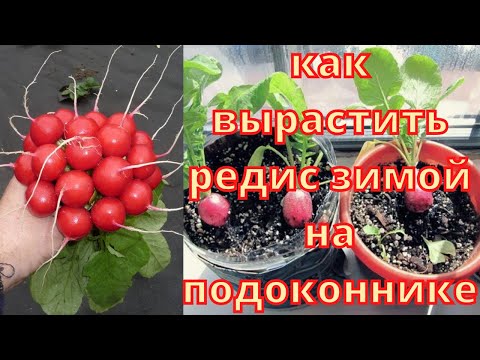 Как вырастить редис на подоконнике зимой