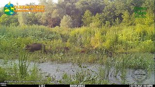 #Wild boars feed on the edge of a forest lake / Кабаны пасутся на краю лесного озера / Sus scrofa