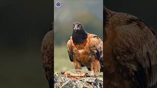 Bearded Vulture Eating Bone on Mountain Cliff 🏔️