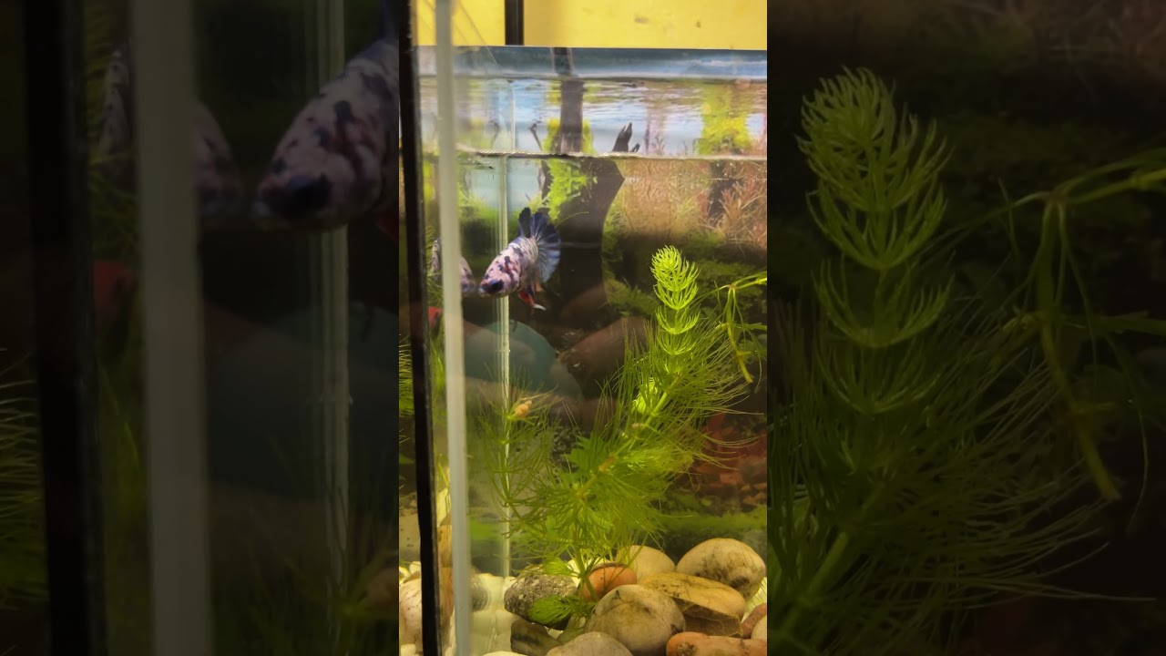 Look at this Beautiful betta fish🌿 