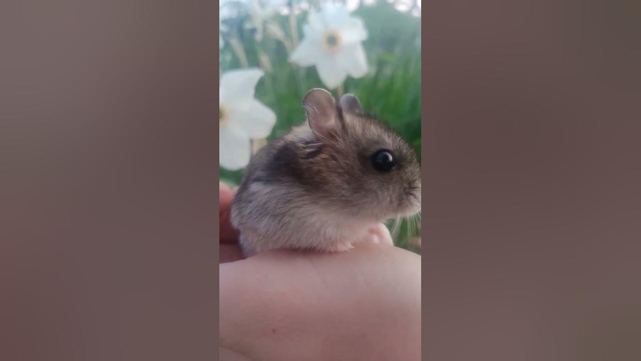 хамяк - YouTube