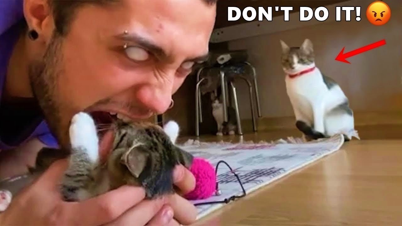 Hilarious Pets That Will Make Your Day Better in Minutes - YouTube