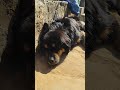 pahadi bhotia dog #funny #viralvideo #pets #uttakhandi #fun #funnyanimals #daily #petlover #comedy