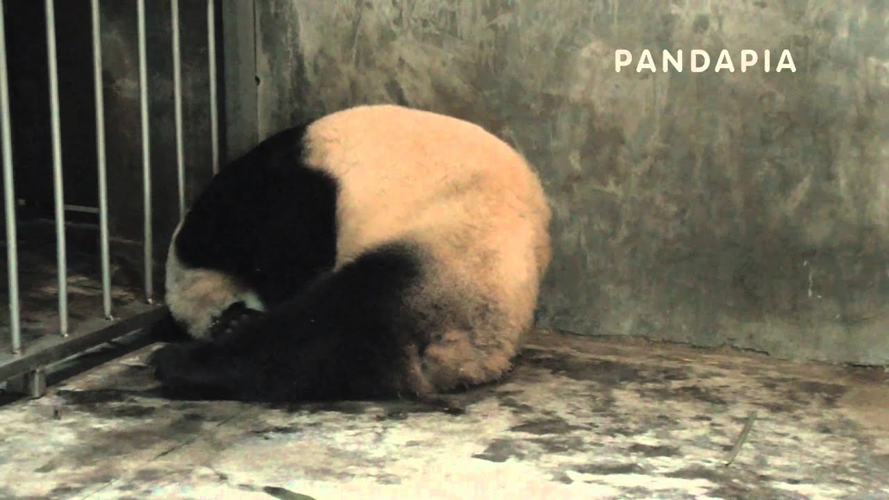 pandas merge pandapia 20140729-月亮室內-大雙-大雙生產 大雙抱著孩子卷成壹團了