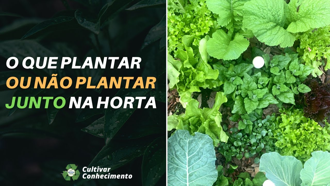 O que plantar ou NÃO plantar junto na HORTA | ECOlabora