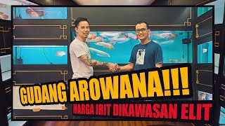 CARI IKAN AROWANA? LANGSUNG AJA KEGUDANGNYA! // GUDANG AROWANA PIK