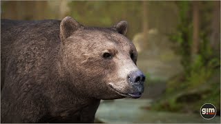 Brown Bear animation preview