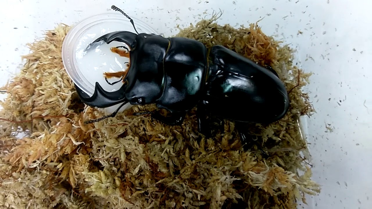 Dorcus antaeus feeding - YouTube