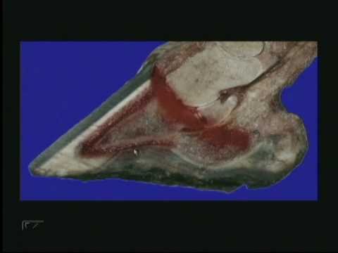 Understanding Laminitis & Founder - Part 1