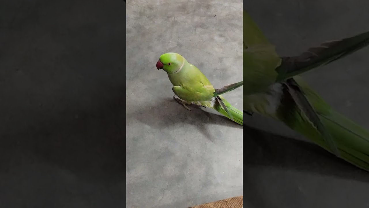 Pyara Mitthu bolane wala Tota🦜🥰#talkingparot #