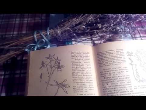 Живокость полевая трава (Сокирки), описание и лечебное применение.
