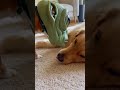 “The Scariest Wake-Up That Turned Adorable”「最恐の目覚まし、結果が可愛すぎた」