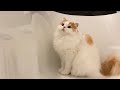 🍋飼い主を待ちづつけ、主が来るとキャッキャと喜ぶ猫(笑)
