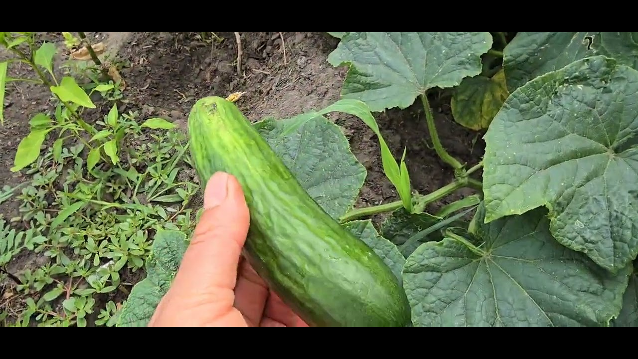 Bahçemdeki eriklerden neler yaptim..Dogal yaşamımdan ve bahçemden yeni görüntüler.