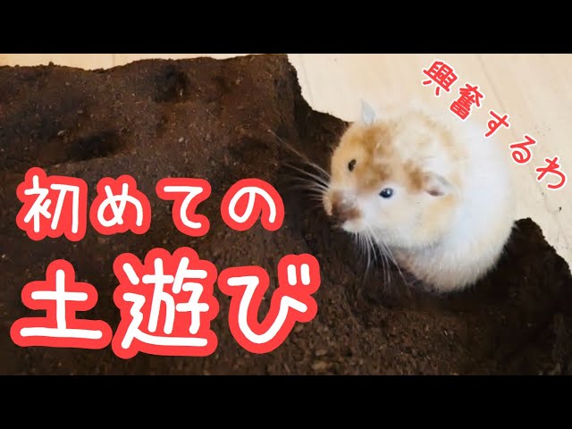 ハムスターのお部屋の人気動画 Youtubeランキング