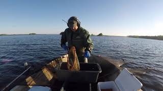 Pohjarysän Koenta, Kanttikopallinen