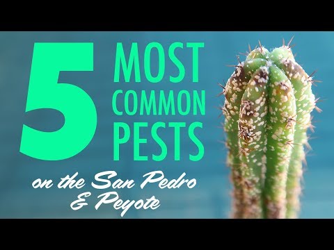 Video: Diseases Of Cacti: Photos, Causes, Treatment