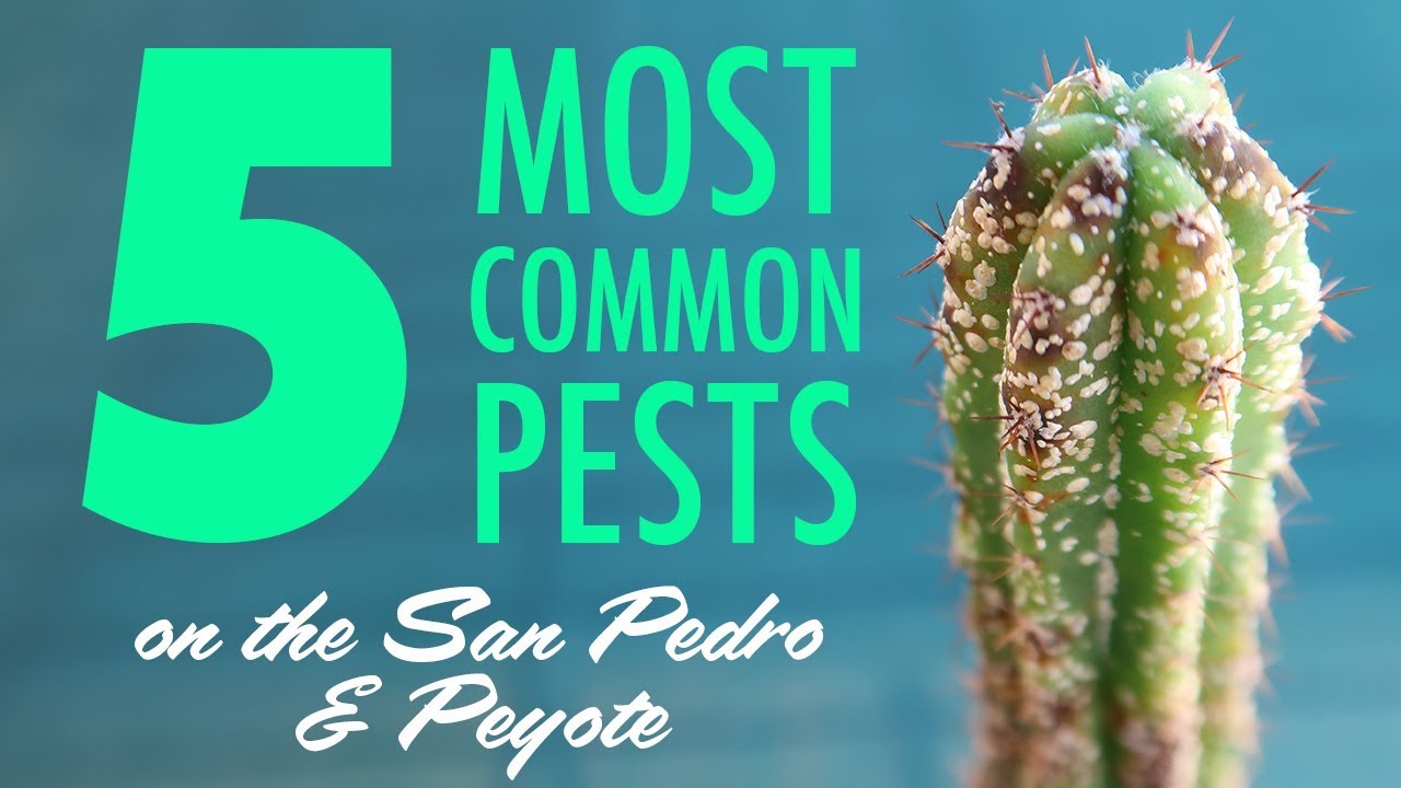 5 Most Common Pests On The San Pedro Cactus  Peyote