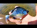 BLUEGILL SWIMBAIT gets DESTROYED BY POND MONSTER!!! (EPIC)