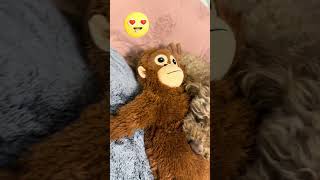 #fun #puppy #cute #dog #playtime #friendship