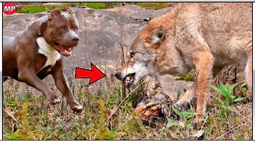 ¿Puede un pit bull vencer a un lobo?