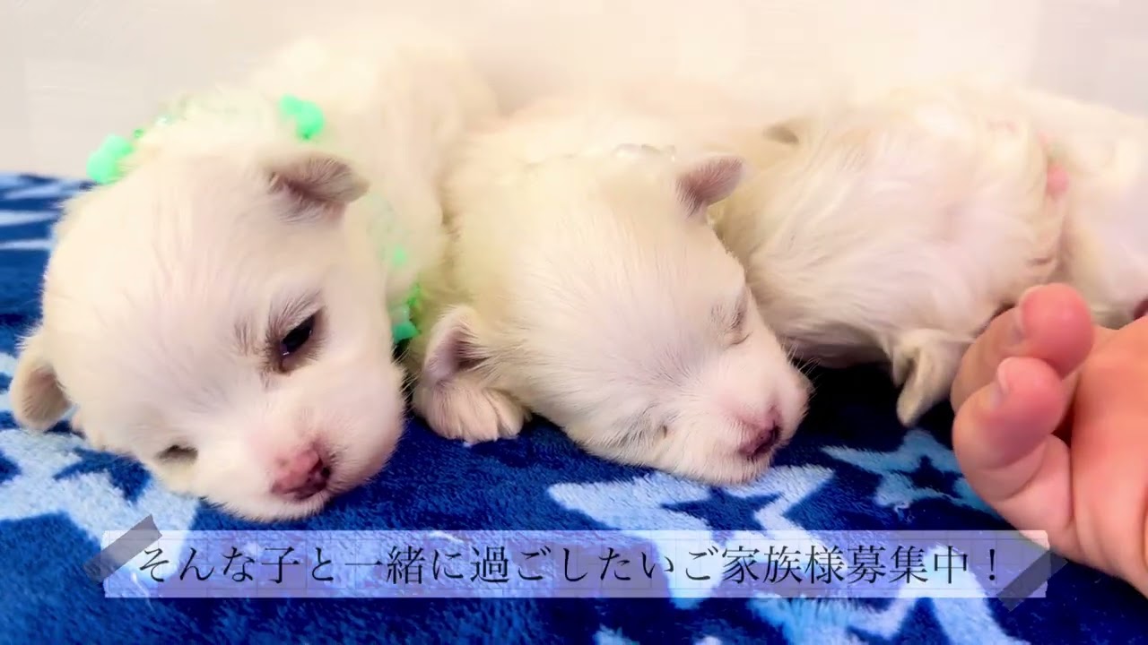細川さん作品、小さなマルチーズ 20260612マルチーズ♡ - YouTube