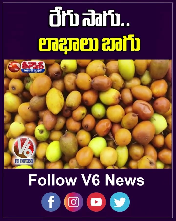 Farmer Reap Good Profits from Plum Fruit Cultivation Mahabubnagar | V6 Weekend Teenmaar