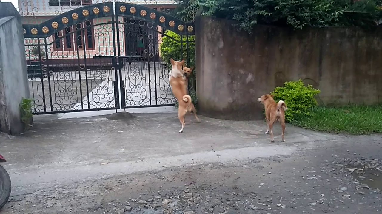 Ultimate dog 🐕 fight in India