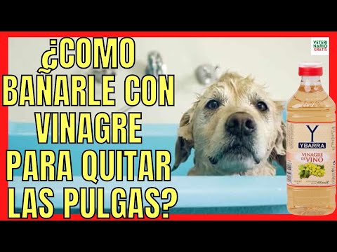 Video: ¿Está bien darle un baño a un perro después de darles un tratamiento para pulgas y garrapatas?