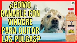 HOW TO BATHE A DOG WITH VINEGAR TO REMOVE FLEAS AND TICKS?