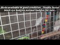 Home breed budgies for sale..Double factor and normal budgies available..