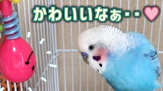 ❇うめちぃ❇ Chatty] A parakeet trying every trick in the book to impress