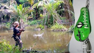 baitcasting snakehead fish using soft crocodile head lure screenshot 5