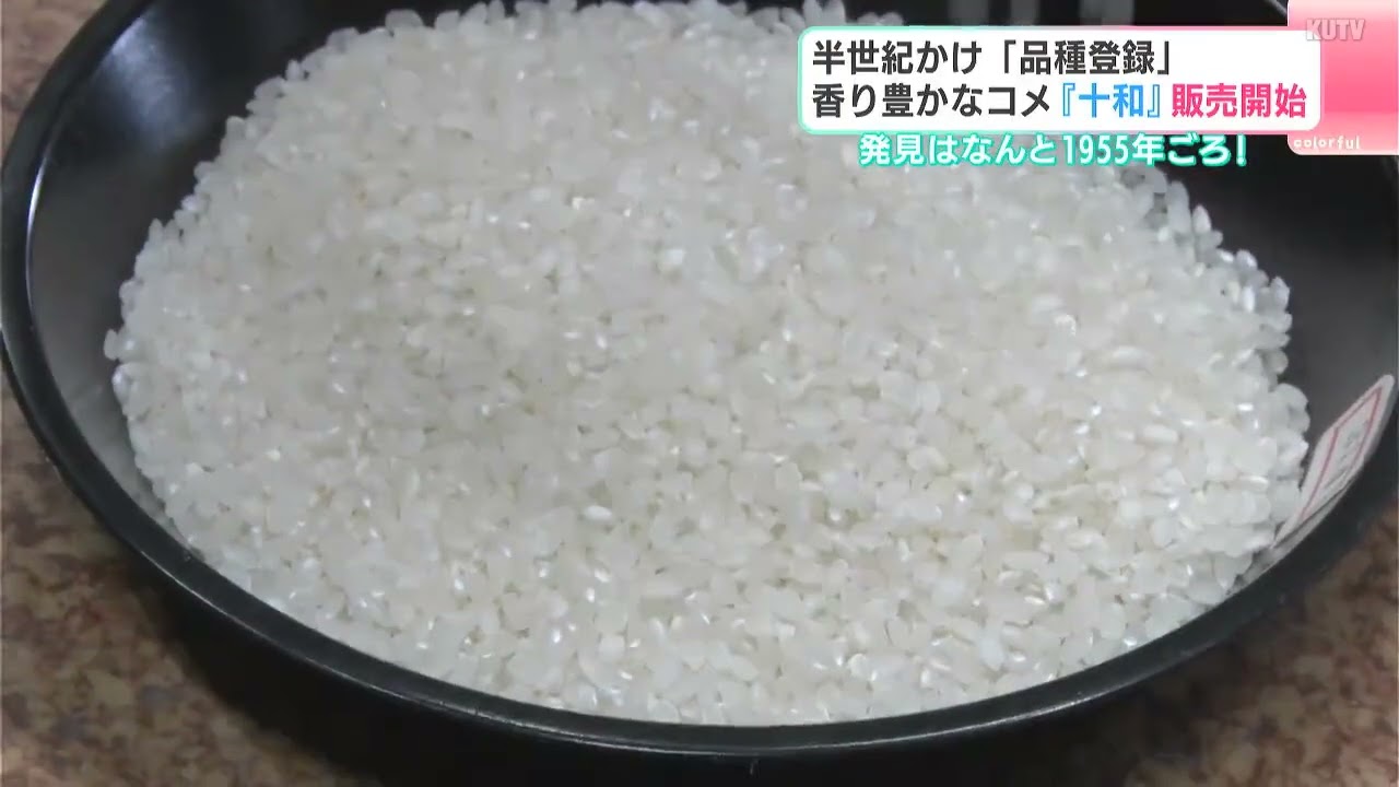 Discovered in 1955! A mutation of this rice variety took half a