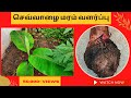    how to grow red banana tree easily at home