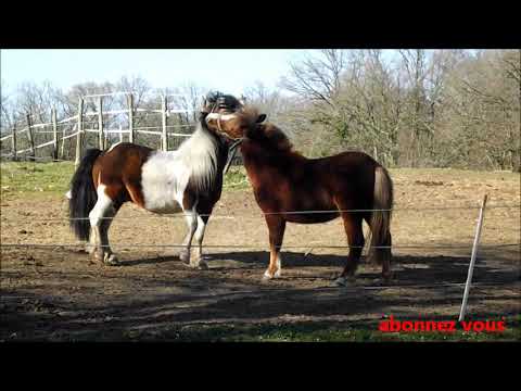 love simon mes deux poneys, apache et caramel se retrouve depuis deux mois de separation