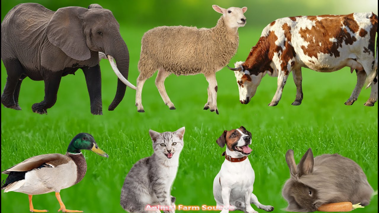 Farm Animal Sounds: Cow, Sheep, Cat, Dog, Chicken, Horse, Rabbit - Animal Moments