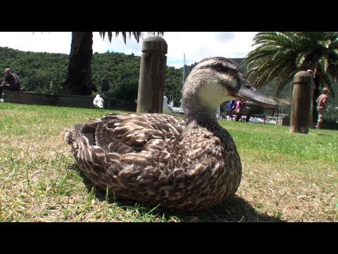 Day Nelson To Wellington Huge Holiday Park Coffee Cookie Cook Strait Crossing-11-08-2015