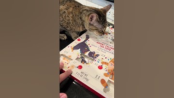 Day 9: Cat Treats & Fun with Trader Joe’s Cat Advent Calendar