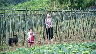 Building a Bamboo Trellis for Cucumbers, Harvesting Vegetables to Sell, Mountain Life | EP. 37