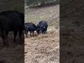 Heifer Calves Cleaning Up A Bale! #cow #hungry #hay #kentucky #farming #cattle #calves #angus