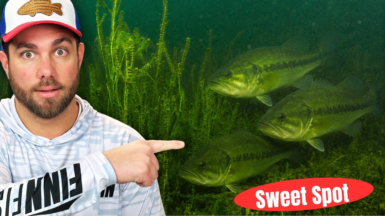 Find The SWEET Spot (Summer Bass Fishing 101)