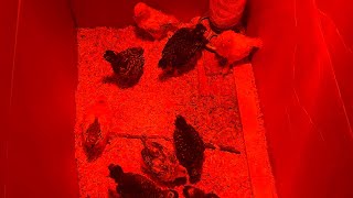 My 3 Week Old Baby Chicks! #shorts